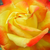 Żółto - czerwony  - Róże rabatowe floribunda - Samba®